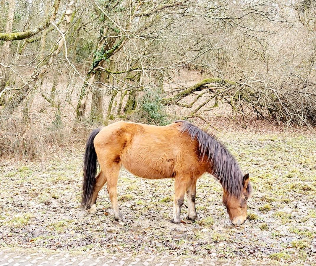In The Heart Of The New Forest Фордингбридж Екстериор снимка