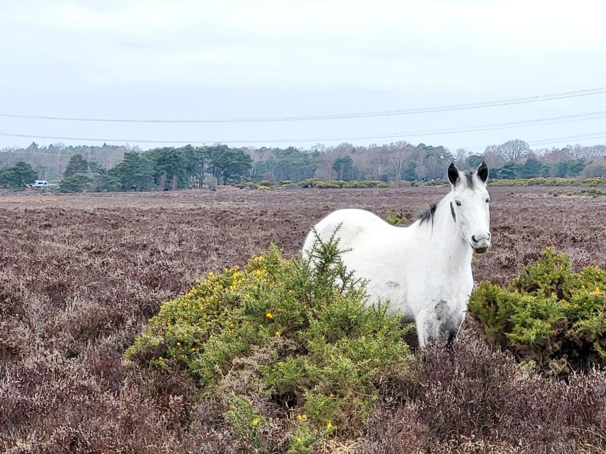 In The Heart Of The New Forest Фордингбридж Екстериор снимка